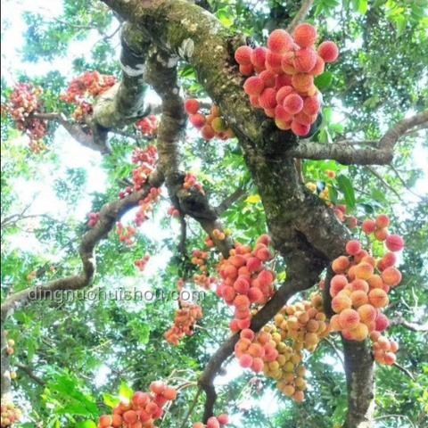"荔枝文化与现代物流：一骑红尘与即时配送的对比"